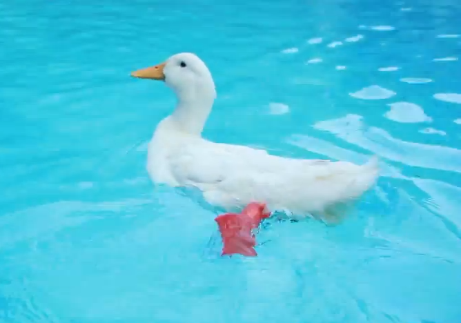 Simplify3D - duck swimming with 3D printed foot